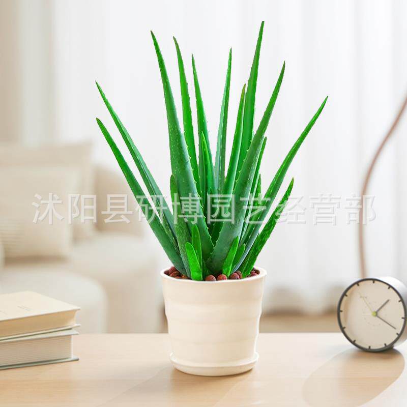 Curacao Aloe Vera sala de macetas belleza irrigación piel verde escritorio de oficina carne ciudad que nunca duerme Aloe Vera flores cactus