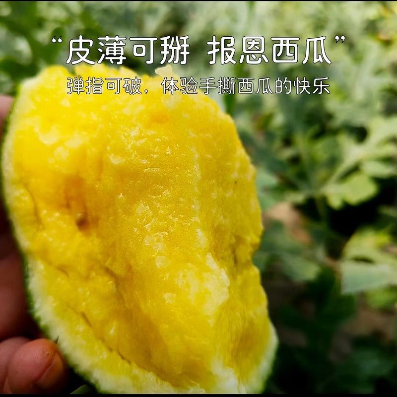 现摘特小凤黄瓤西瓜水果新鲜黄心黄肉西瓜麒麟瓜当季应季水果包邮
