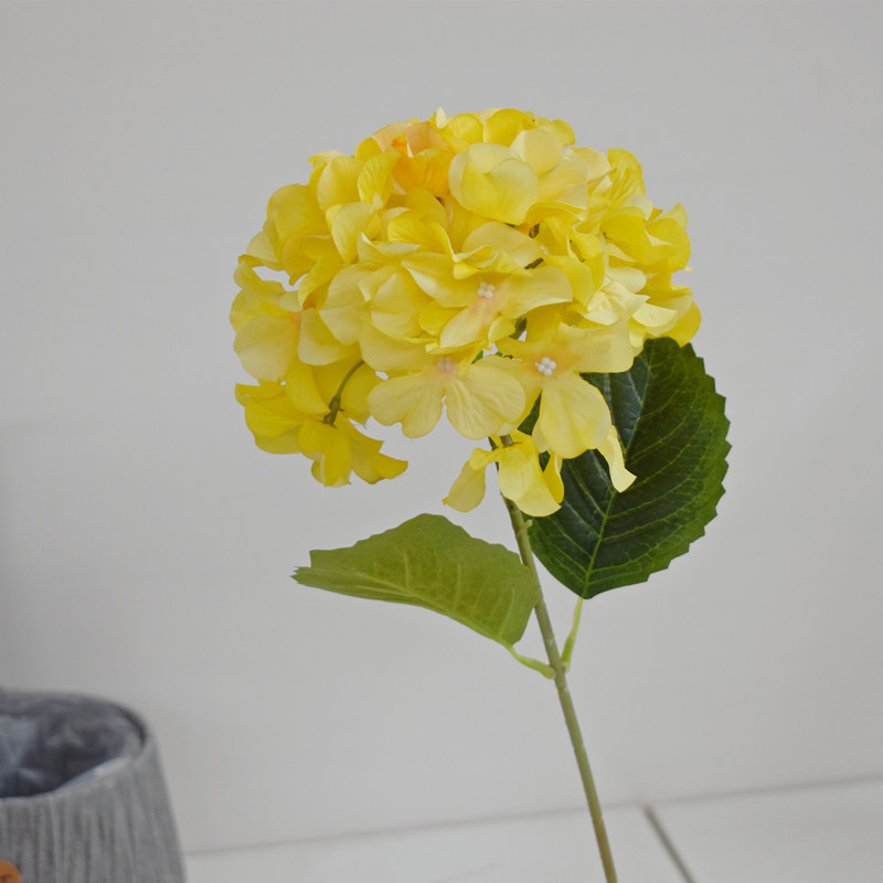 单支绣球 黄色