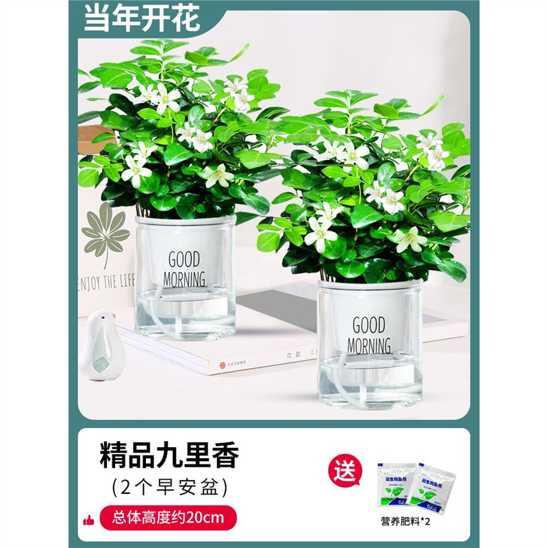 [두 화분 특별 제공] 부티크 90#지우리샹(좋아요 대야) + 비료