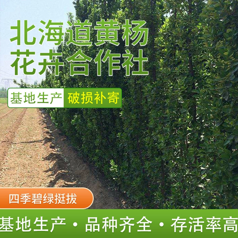 Озеленение саженцев Уличных деревьев Саженцы ежиков Самшит Хоккайдо саженцы Холли Четыре сезона вечнозеленый самшит