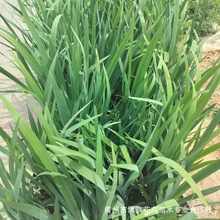 �S���ѻ����ع��@�����쾰���Զ�����ˮ��ֲ���S�Sβ�ӵ��G����