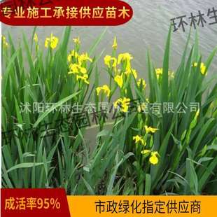 ˮ��ֲ���S�������ؾG��ˮ�w������������нӷNֲʩ�������N��