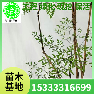 Manufacturer Wholesale Nantian Bamboo Hydroponic Green Plants Flame Red Water Culture Potted Indoor Flowers Fresh Cut Branches Literary Plants