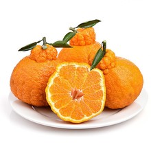 【品质果】不知火丑橘四川蒲江当季水果现摘现发 一件代发