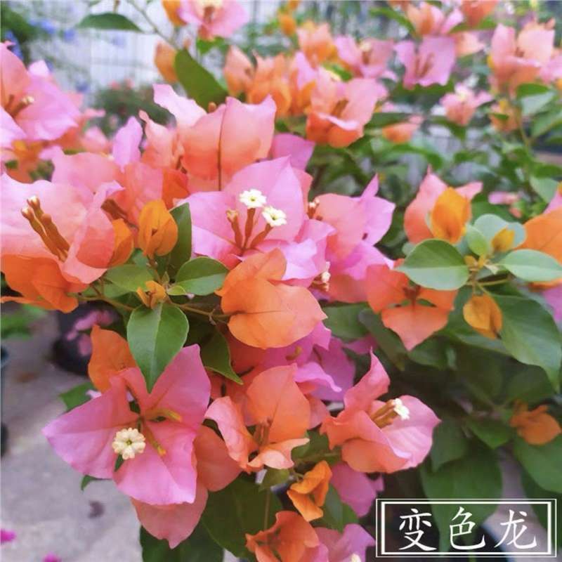 Ciruela triangular planta en maceta nueva variedad de flores de flores de rosa balcón patio aire purificado cuatro estaciones flores bonsai