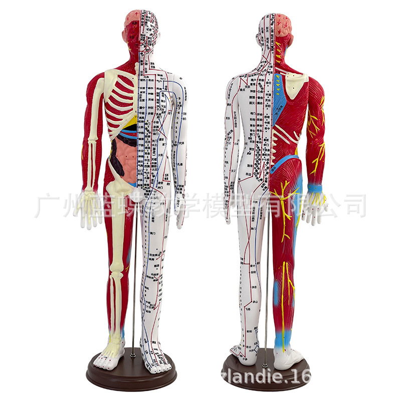 60cm��׼�������ģ�� ��ҽ�������Ѩλģ��ͼʮ�������ѧģ��