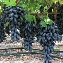 爬藤葡萄 葡萄種子 提子 藍寶石果樹盆栽種籽地栽 南北方種植