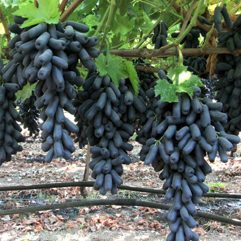 爬藤葡萄 葡萄种子 提子 蓝宝石果树盆栽种籽地栽 南北方种植