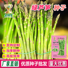 批发绿芦笋种子农田菜园多年生口感香脆种植容易芦笋龙须菜籽种子