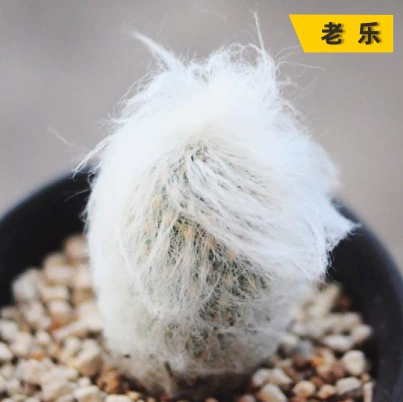 Лаолежу Магия Лемао 4-6 см Псаммофит Кактус