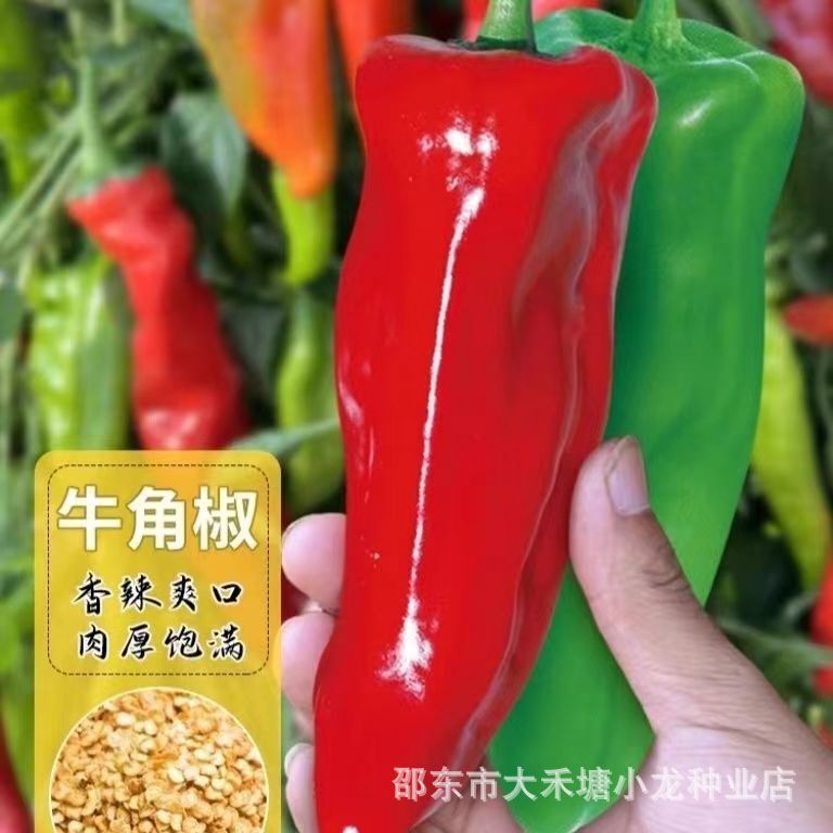 Extra Large Horns Pepper Seeds Big Fruit Green Pepper Pepper Seeds Thick Meat Green Pepper Spicy High Yield Vegetable Seeds Four Seasons