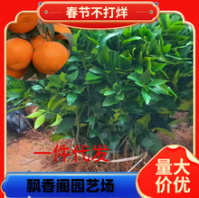 ɰ�ǽ��������ɳ�����Ә����������o���٘��箔��Y�����l