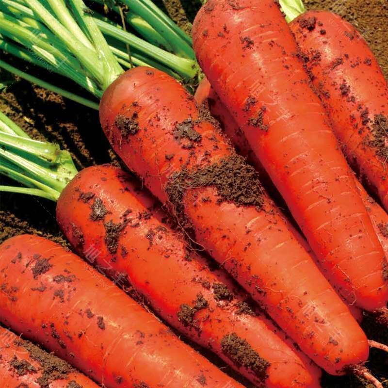 5kg Full Box Free Shipping Fresh Hu Sha Soil Fresh Vegetables Farmhouse Self-Grown Fruit Red