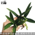 有香味的兰花苗 矮种建兰宽叶 青叶灵素达摩 夏带花苞