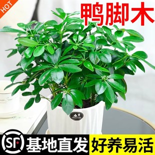 ���~ɏ�ļ�����˷���ؔ���_ľ�҃ȾGֲ���Ի��ܰlؔ����ؔ����B