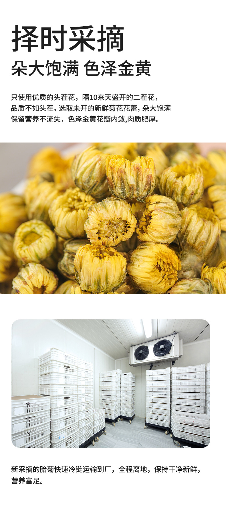 Tai Ju Chrysanthemum Tea Buds 90g Can Dried Taiju Herbal Flower Tea from Zhejiang Tongxiang specifications
