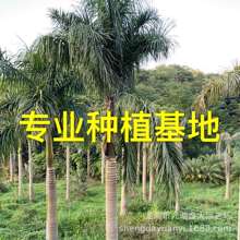 福建大王椰子价格 广西大王椰子树批发 大王椰子报价 广东大王棕
