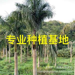 Fujian King Coconut Price Guangxi King Coconut Tree Wholesale King Coconut Quote Guangdong King Brown