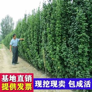 �����������籱�����S��������h��ֲ����~�ļ������ͺ�ͥԺ�Gֲ