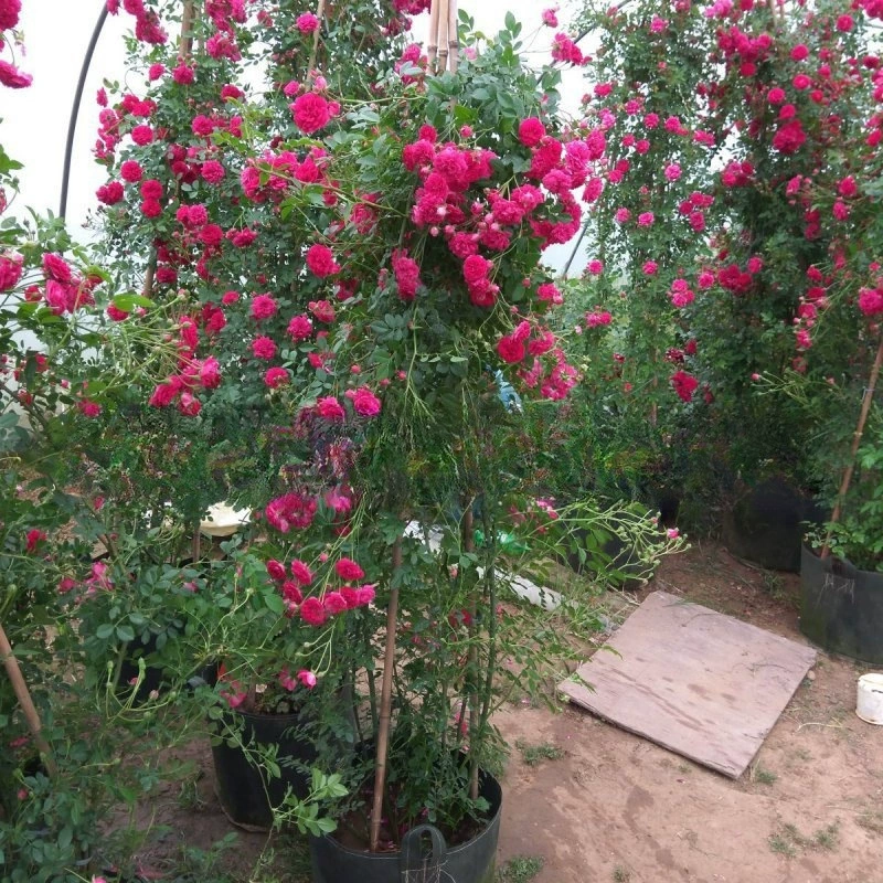 Детские Оптовая Сладкий Вкус Редвуда Восхождение Виноградные Цветы Aucroma Цветы Семь Лисян Горшечные Саженцы Китайской Розы