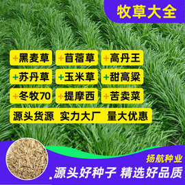 黑麦草种子多年生耐寒紫花苜蓿高丹王玉米草牧草种子畜牧养殖草种