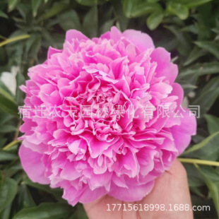 Root Block Florals All Year Round Courtyard Balcony with Buds Strong Fragrance Cold-Resistant Flower Plant Potted Perennial Peony Flower Seedlings Double Petals
