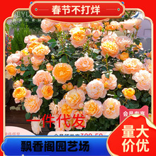 һ�����l���ٵĻ��@��Ş���¼�õ�廨�������{ɫ����ɫ��ɳ��ʯ