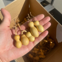 迷你小葫芦手捻把玩文玩挂件地摊小玩意草里金手捻瓶子葫芦产地批