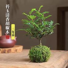 ̦��������ľ����ľ���������k����ˮ��ֲ��̦�\��Gֲ�҃���ò�