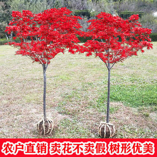 һ�����l�t�������ձ������Ї��tͥԺ�쾰���þG���t���t�輧�ͺ�