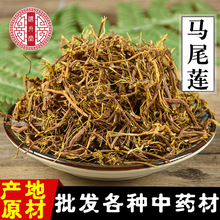 中药材批发马尾莲零售马尾连新货马尾黄连无硫金丝马尾莲量大从优