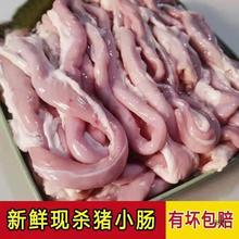 新鲜猪小肠冒节子肥肠冷冻粉肠圈圈肠生苦肠十二指肠火锅烧烤食材
