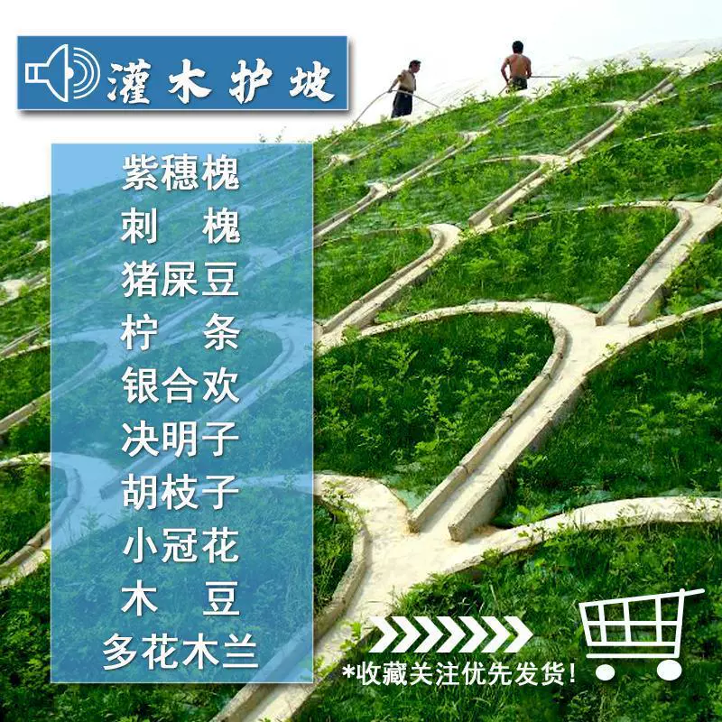 Семена кустарника Amorpha fruticosa Robinia pseudoacacia Leucaena leucocephala Parthenocissus разноцветная Магнолия SPP Шиповник Озеленение склонов закрепление почвы семена травы