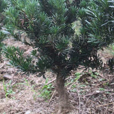 Поставка среднелистной беннеттии, беннеттии, кипариса Цзяннань, оптовая продажа среднелистной беннеттии, горшков для деревьев беннеттии