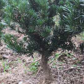 供应 中叶罗汉松 罗汉柏 江南柏 批发造型中叶罗汉松 罗汉松树盆