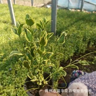 Flower-Leaf Vine Evergreen Climbing Creeping Small Shrub Park Greening Project Plant Nutrition Bowl Two-Color Cup
