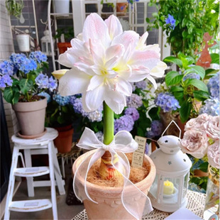 ���`��피t���m�M���ذ���피t�N������������^��ֲ�����Ի���