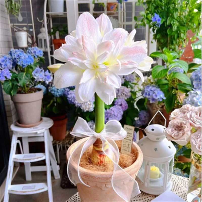 Elf Zhu Dinghong импортировал из Голландии двойной диск Zhu Dinghong Ball большой шар посадка луковичные Цветочные растения цветы в горшках