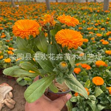 ��K�ջ����ͺ��ͺ� �@�־��c���^���ܹ��̾G������ �����L�����L