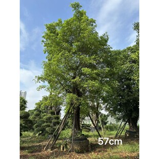 �Ř� ���~�� ���~�� ��ɽ�� С�~��Ҏ����@�ֹ��̃r����ع���