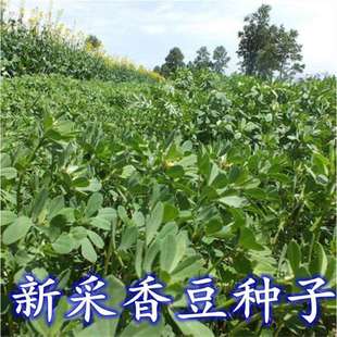 Newly Harvested Sweet Bean Seeds, Vanilla Seeds, Fenugreek Seeds, Sprouts, Vegetable Seeds, Fenugreek Seeds, Sweet Bean Seeds