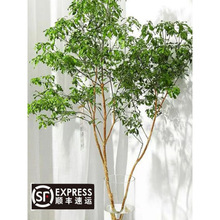 �R��ľ�R��ľˮ��ֲ���҃ȾGֲ�r�����Ե��R�͏dˮ�BС�����ձ�