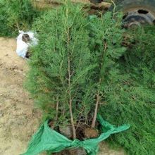 ȰȰ֦ļľͺȰ~ؘĹؘ