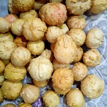 精品疙瘩鸡蛋葫芦异形葫芦产地直销