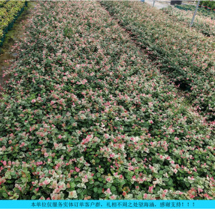 In-Stock Fast Delivery of Variegated Climbing Plants in Pots, Colorful Leaf Climbing Plant Seedlings, Cold and Heat Resistant Balcony Climbing Plants, Support Mixed Orders