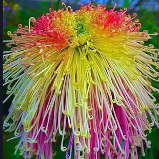 Rare Varieties of Chrysanthemum Seedlings Potted Plants Are Cold-Resistant and Drought-Resistant, Easy to Grow and Live, Balcony Courtyard Green Plants Bloom and Watch Flowers in All Seasons