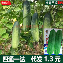 �������ϷN�Ӵ��＾������͟ẵ�S�ϷN���ļ��r�Ҳˈ@�߲˷N��