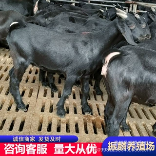 山羊出售 努比亚黑山羊公羊价格一只也发货 努比亚黑山羊代羔母羊