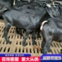 努比亚黑山羊